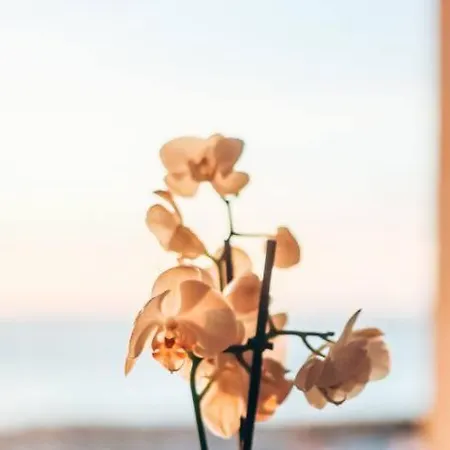 Studio Avec Terrasse, Vue Imprenable Sur L'ocean